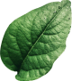 leaf1